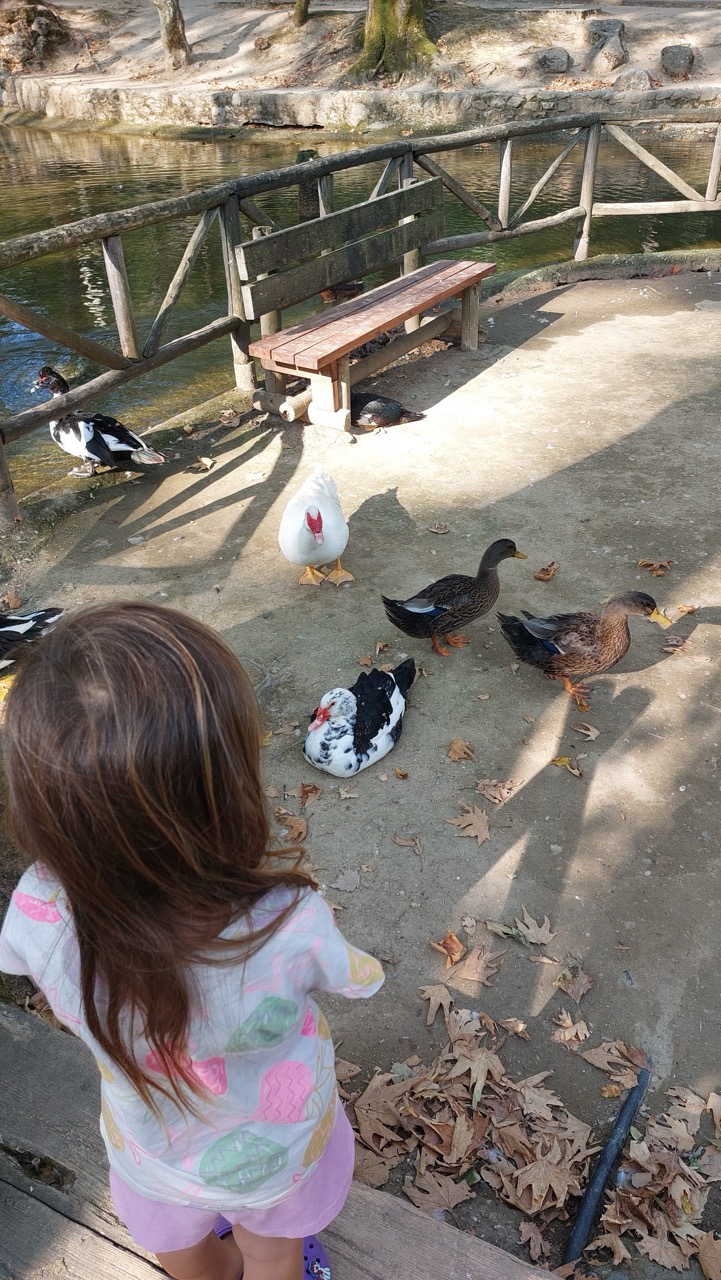 A small child in a fruit-print T-shirt watching ducks and geese by the edge of a duck pond at the Alsos Agiou Nikolaou