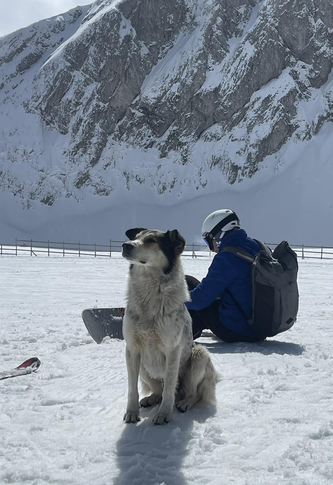 Mountain dog at Parnassos ski resort