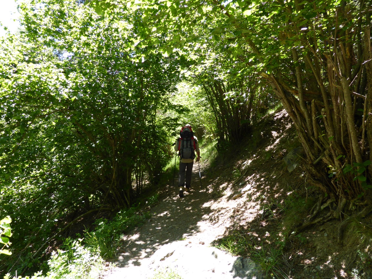 A hiker with a red-and-black backpack walking uphill on a shaded dirt path through dense hazel and beech woodland