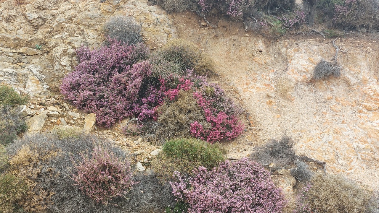 Close-up of pink and purple autumn heather blooms on a rocky slope