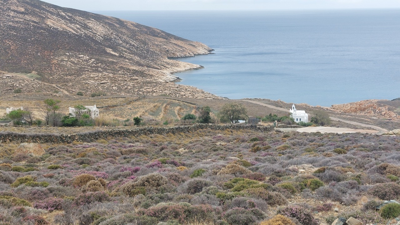 Autumn heather blooming on the slopes of Livada, Tinos, with the sea behind