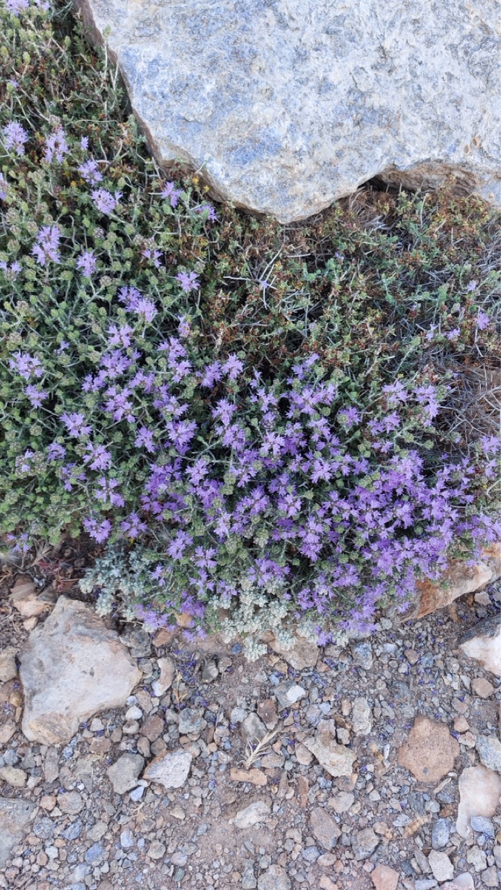 A large bloom of wild thyme with purple flowers between rocks