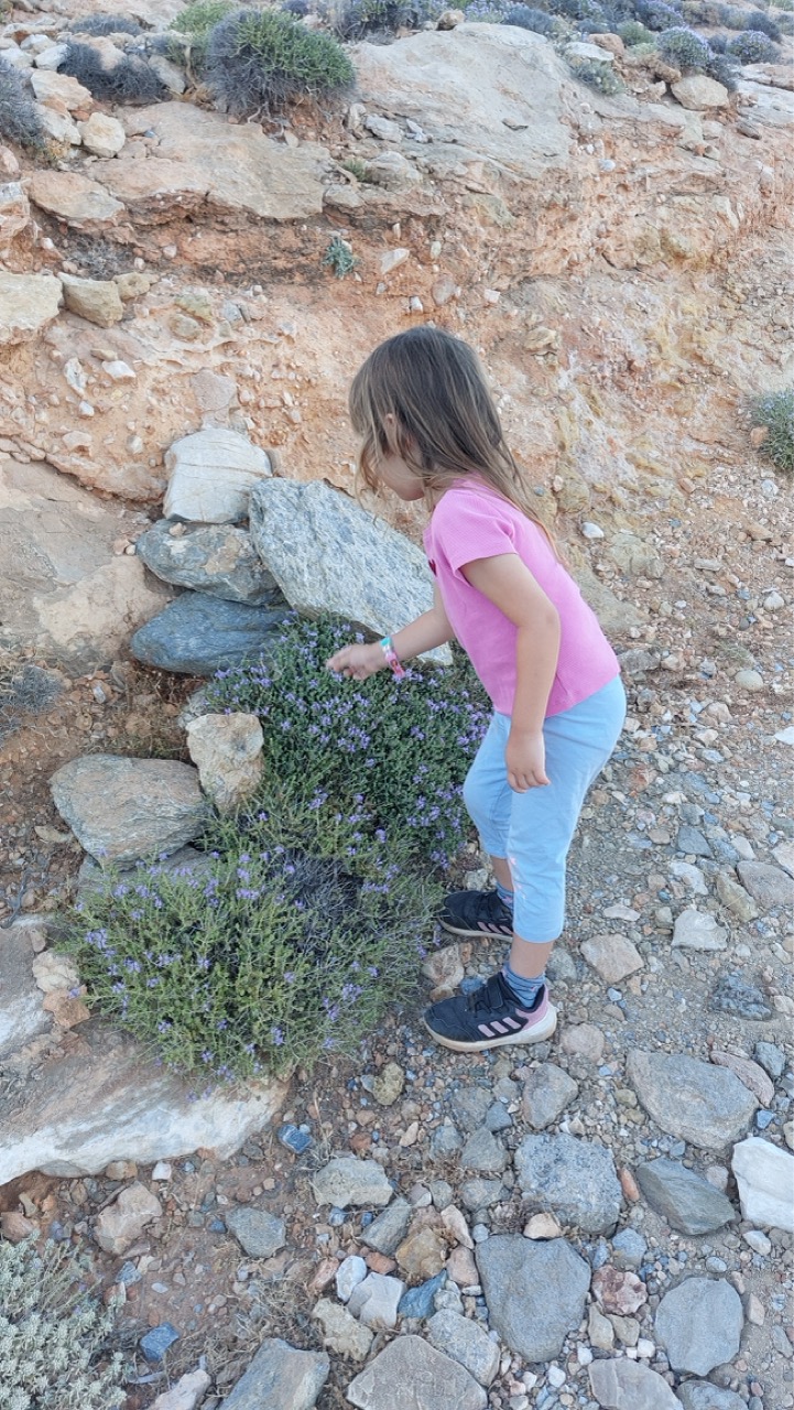 A little girl in a pink shirt reaching out to touch a wild thyme plant on the trail