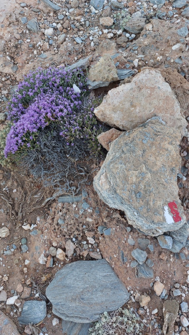A small thyme plant in bloom next to a stone painted with a red and white hiking trail marker