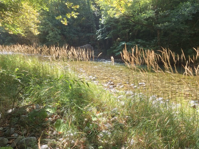 Golden reeds and grasses in the foreground with a shallow, stone-strewn stretch of the Voidomatis river running through dappled forest light beyond
