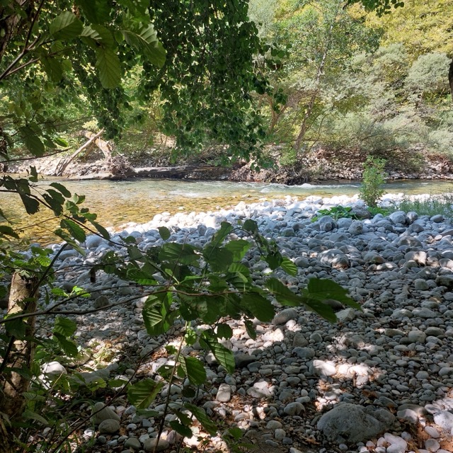 A wide pebble bank on the near shore of the river with a low, foaming rapid on the far side, framed by overhanging beech leaves