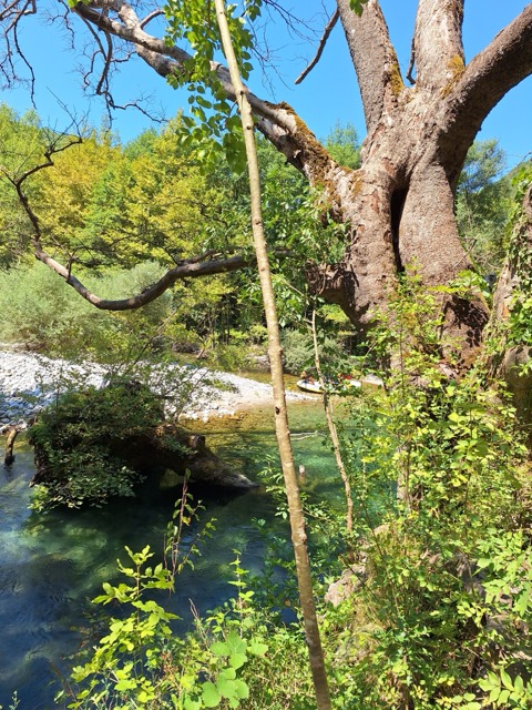 An enormous old plane tree with a heavy leaning trunk arching over a deep, still turquoise pool of the Voidomatis, its roots gripping the bank