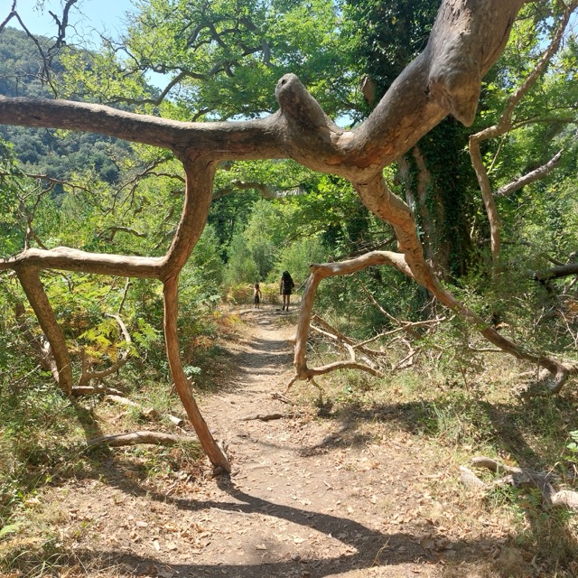 A narrow dirt trail winding through dense forest, framed by an arching bare branch that spans the path like a natural doorway