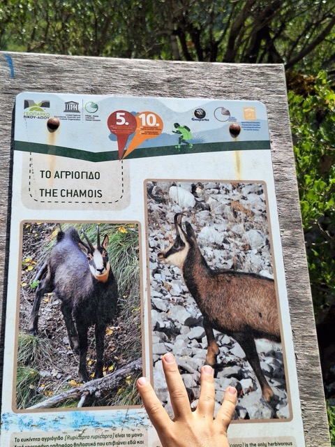 A wildlife information board along the trail showing photographs of a chamois, with the Greek and English labels Το αγριόγιδο / The Chamois